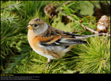 Brambling (Kvkerfinke / Fringilla montifringilla)