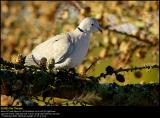Collared dove (Tyrkerdue / Streptopelia decaocto)
