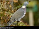 Wood Pigeon (Ringdue  / Columba palumbus)