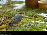 Sparrowhawk (Spurvehøg / Accipiter nisus)