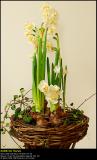 Double Daffodil (Dobbelt pinselilje / Narcissus Bridal Crown)