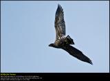 White-tailed Eagle (Havørn / Haliaeetus albicilla)