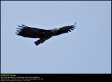 White-tailed Eagle (Havørn / Haliaeetus albicilla)