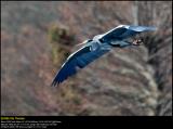 Grey heron (Fiskehejre / Ardea cinerea)