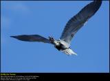 Grey heron (Fiskehejre / Ardea cinerea)