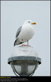 Herring Gull (Sølvmåge / Larus argentatus)