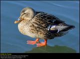 Mallard (Gråand / Anas platyrhynchos)
