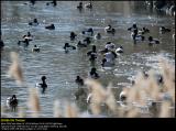 Tufted duck (Troldand / Aythya fuligula)