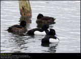 Tufted duck (Troldand / Aythya fuligula)