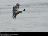 White-tailed Eagle (Havørn / Haliaeetus albicilla)