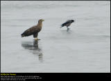 White-tailed Eagle (Havørn / Haliaeetus albicilla)