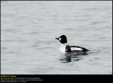 Goldeneye (Hvinand / Bucephala clangula)