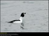 Goldeneye (Hvinand / Bucephala clangula)