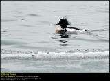 Red-breasted Merganser (Toppet Skallesluger / Mergus serrator)