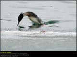 Red-breasted Merganser (Toppet Skallesluger / Mergus serrator)