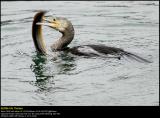 Cormorant (Skarv / Phalacrocorax carbo) #4