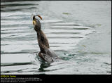Cormorant (Skarv / Phalacrocorax carbo) #7