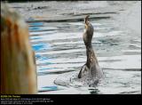 Cormorant (Skarv / Phalacrocorax carbo) #8