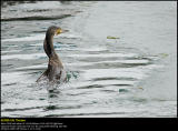 Cormorant (Skarv / Phalacrocorax carbo) #9