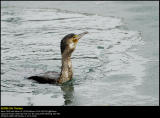 Cormorant (Skarv / Phalacrocorax carbo) #11
