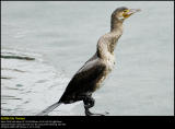 Cormorant (Skarv / Phalacrocorax carbo) #12