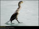 Cormorant (Skarv / Phalacrocorax carbo) #13