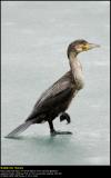 Cormorant (Skarv / Phalacrocorax carbo) #14