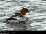 Goosander (Stor Skallesluger / Mergus merganser)