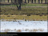 Greylag Goose (Grågås / Anser anser)