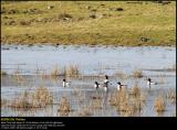 Shelduck (Gravand / Tadorna tadorna)