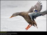 Mallard (Gråand / Anas platyrhynchos)