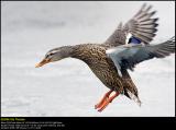 Mallard (Grand / Anas platyrhynchos)