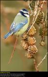 Blue tit (Blåmejse / Cyanistes caeruleus)