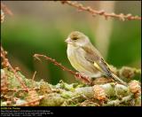 Greenfinch (Grønirisk / Carduelis chloris)