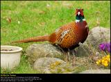 Pheasant (Fasan / Phasianus colchicus)