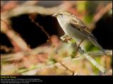 House Sparrow (Gråspurv / Passer domesticus)