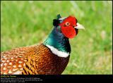 Pheasant (Fasan / Phasianus colchicus)