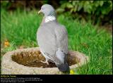 Wood Pigeon (Ringdue / Columba palumbus)
