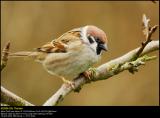 Tree Sparrow (Skovspurv / Passer montanus)