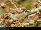 Tree Sparrow (Skovspurv / Passer montanus)