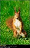 Eurasian Red Squirrel (Egern, Sciurus vulgaris)