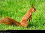 Eurasian Red Squirrel (Egern, Sciurus vulgaris)