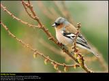 Chaffinch (Bogfinke / Fringilla coelebs)