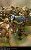Blue tit (Blåmejse / Cyanistes caeruleus)