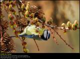 Blue tit (Blåmejse / Cyanistes caeruleus)