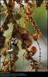 Blue tit (Blåmejse / Cyanistes caeruleus)