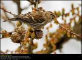 Lesser Redpoll (Lille Gråsisken / Carduelis cabaret)