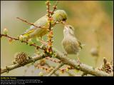 Greenfinch (Grønirisk / Carduelis chloris)