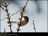 Lesser Whitethroat (Gærdesanger / Sylvia Curruca)