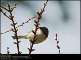 Lesser Whitethroat (Grdesanger / Sylvia Curruca)